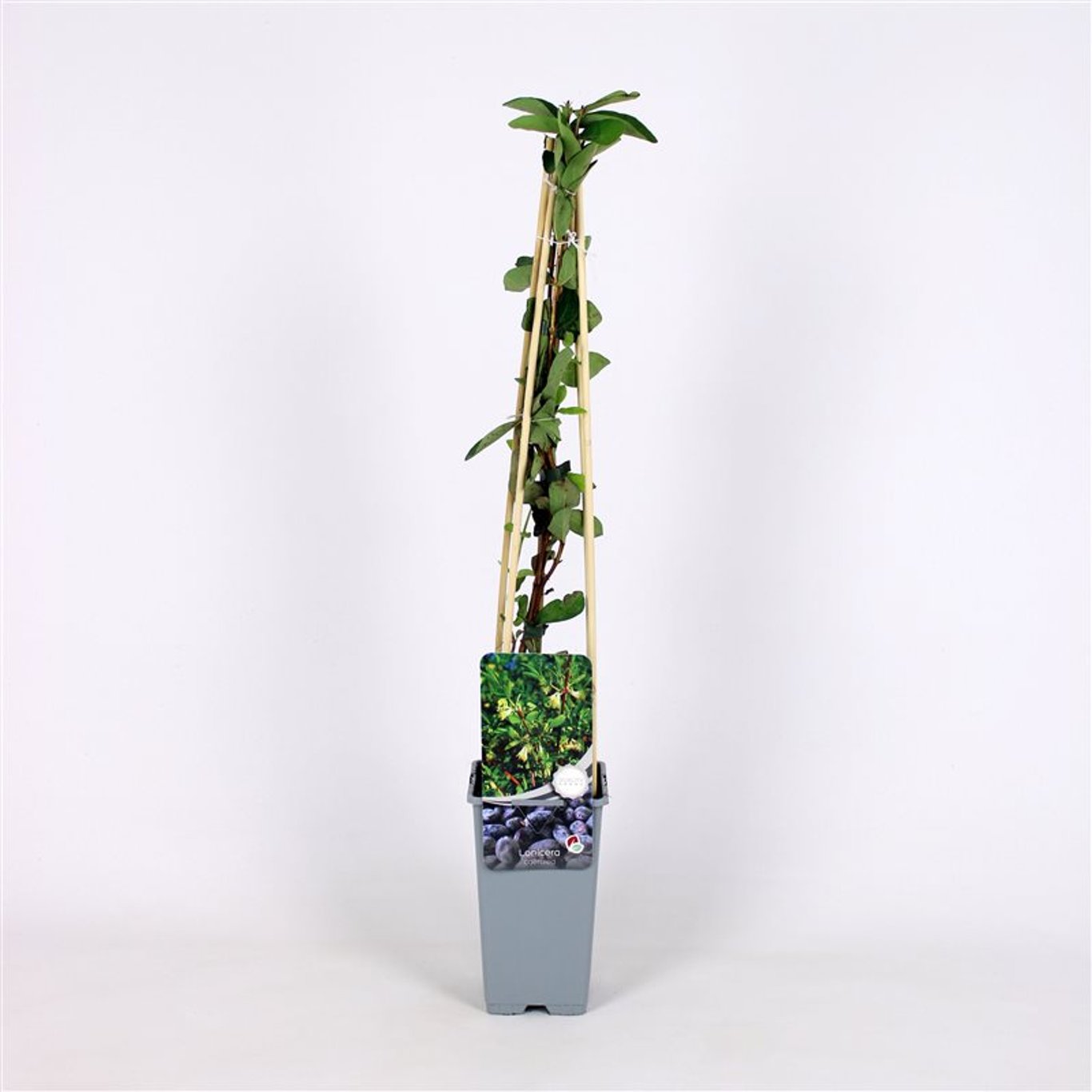 Lonicera caerulea - C2 70/+ CM